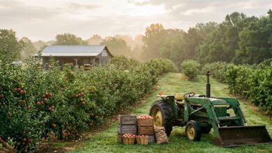 Rows of apple and peach trees and a farm tractor at a small Middle Tennessee orchard on a September morning (illustrative)